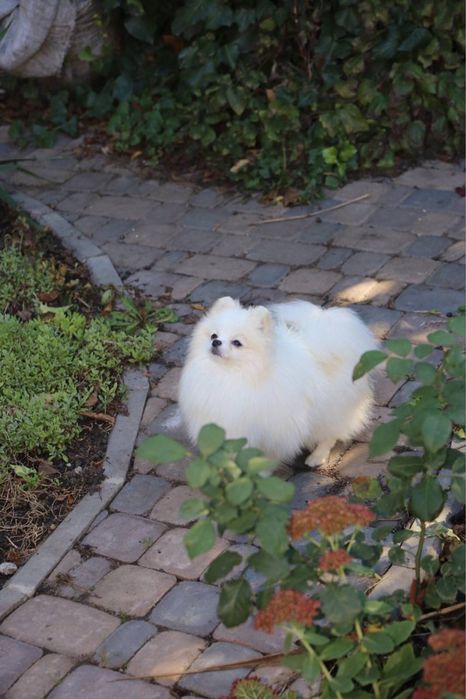 Терміново Хлопчик шпіц 6 міс