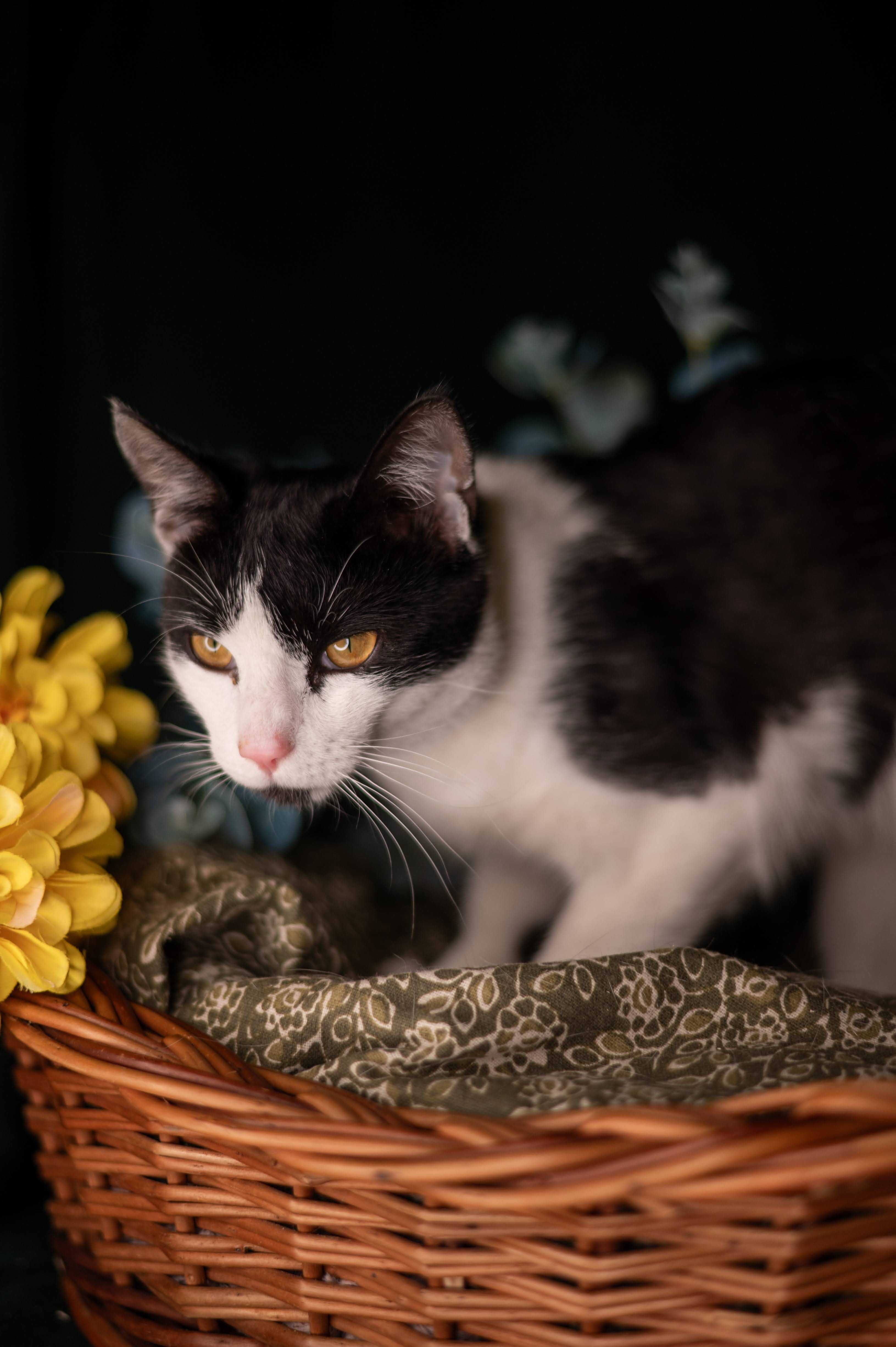 PICASSO kocur do adopcji