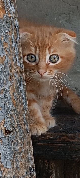 Продается шотландский вислоухий котёнок -мальчик