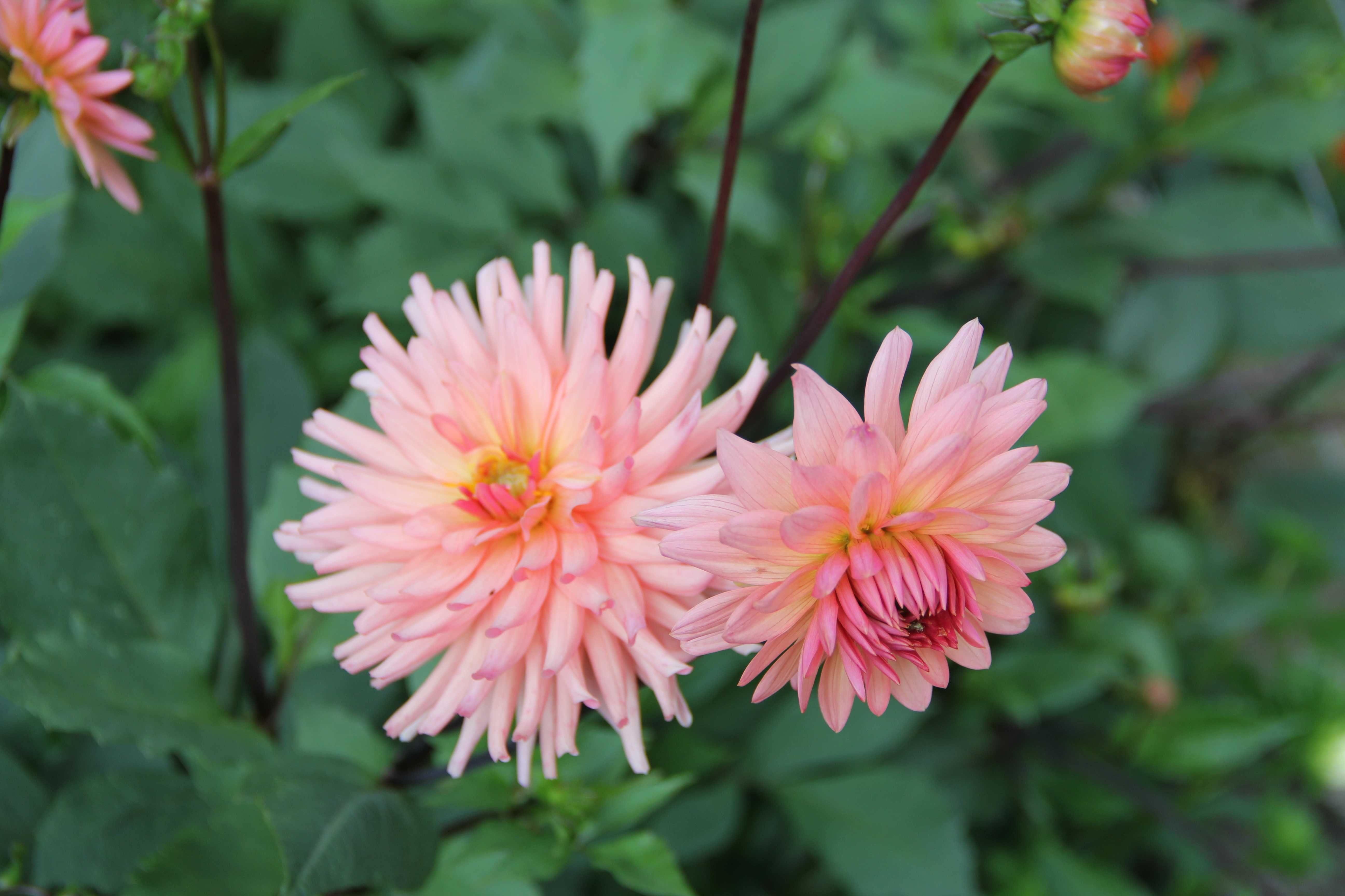 10 sztuk kwiaty ogrodowe kwitnące karpy Dalia georginia różowa biała