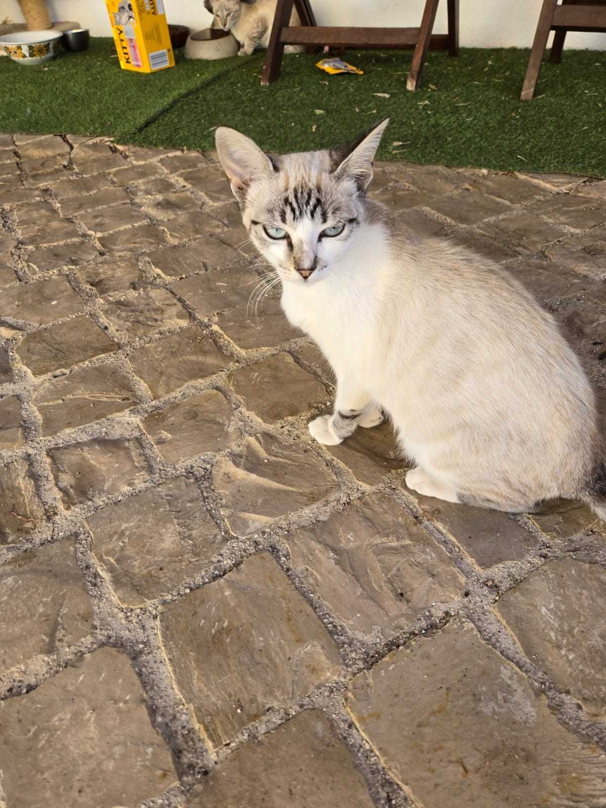 Gatinha  bebé para adoção consciente