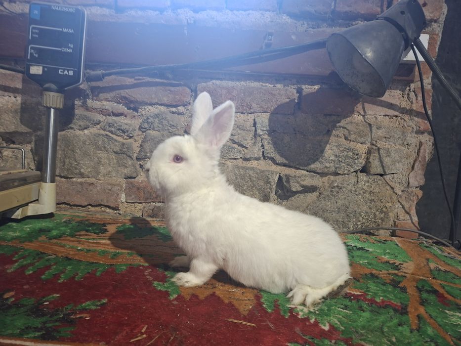 Samiec Nowozelandzki