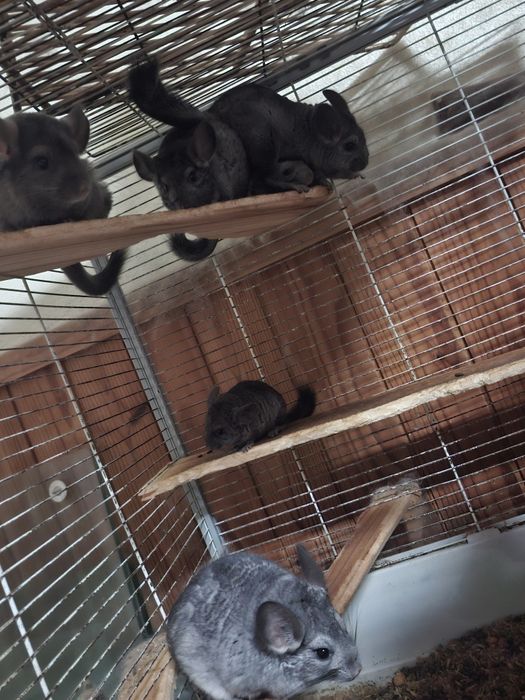 Vendo Chinchilas
