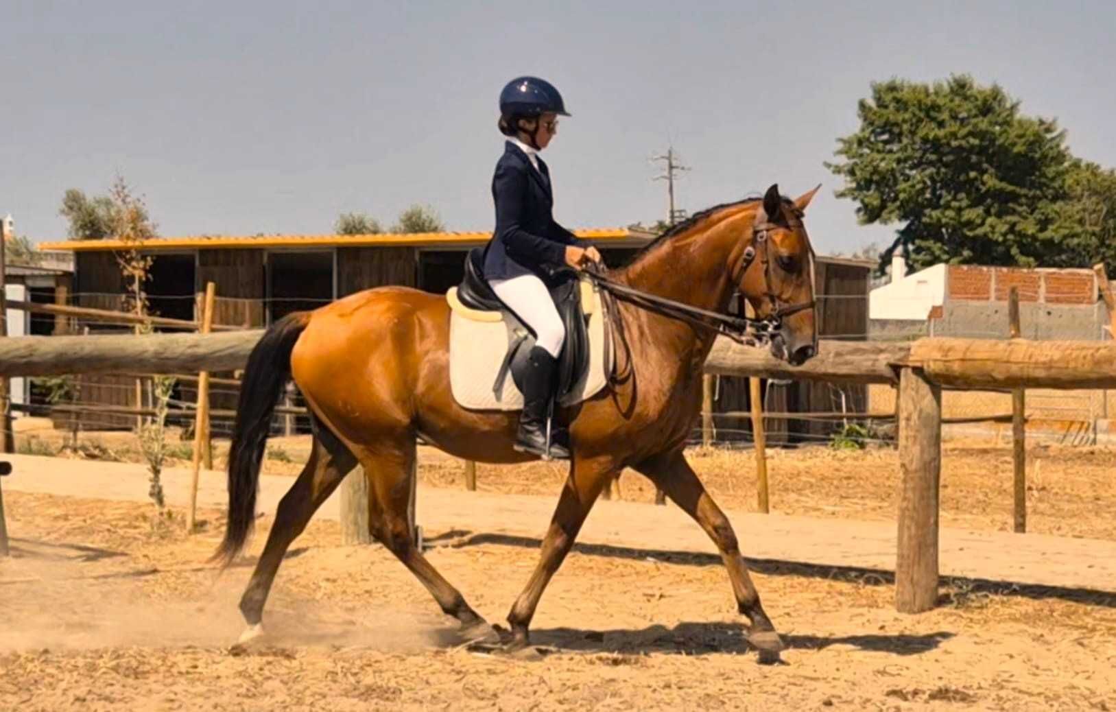 Cavalo Lusitano nobre