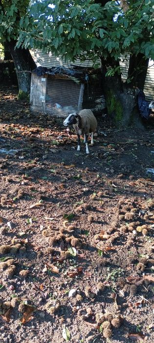 Ovelha cruzada de p3