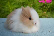 Króliki miniaturki - karzełki - mini lop - baranek - Teddy - niderland
