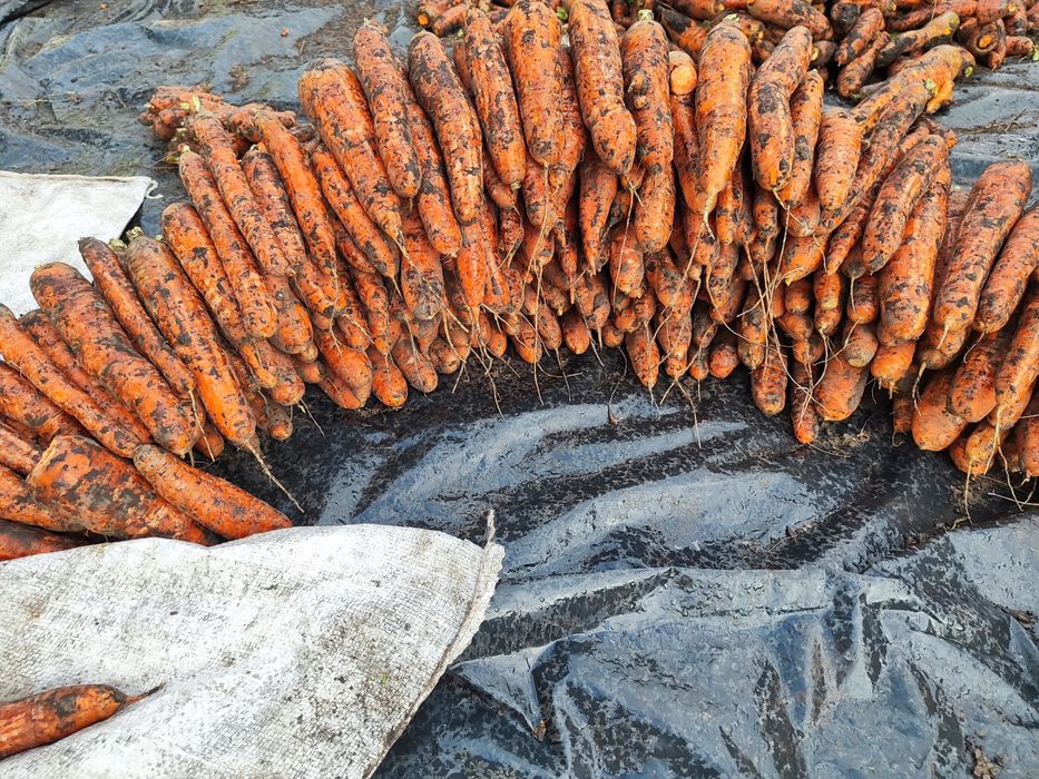 Домашня свіженька  морква