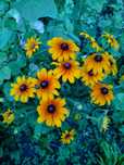 Rudbekia zolta blyskotliwa sadzonki