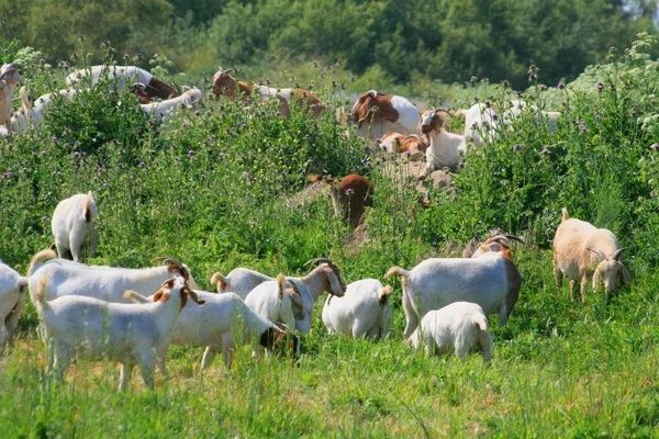 Продам свежее козье молоко