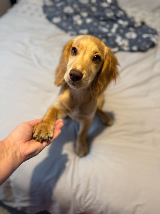 Cocker Spaniel  sunia