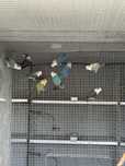 Varias aves, ver anuncio