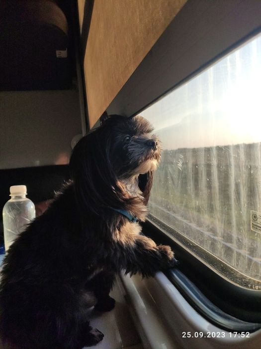 Мальчик породы цветная болонка ищет девочку для вязки