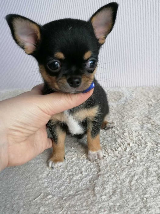 Чихуа и померанский шпиц