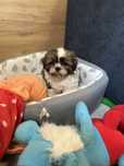 Shih Tzu z rodowodem