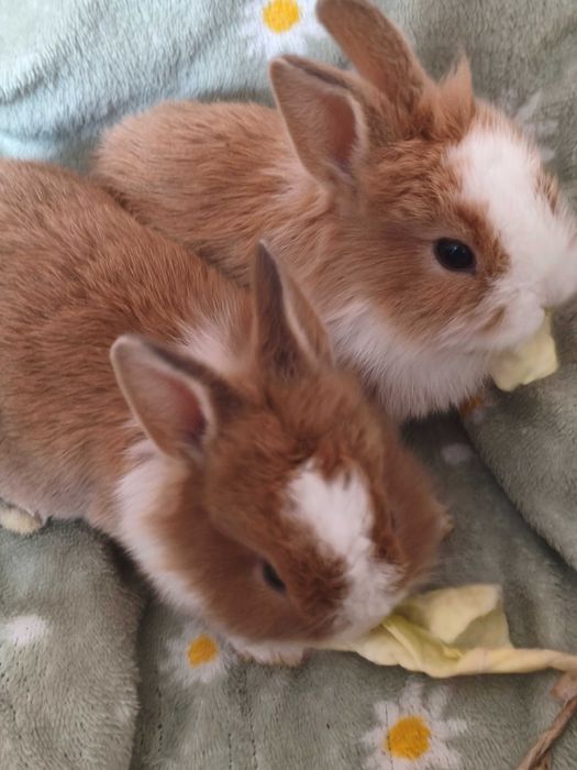 Декоративні кролики