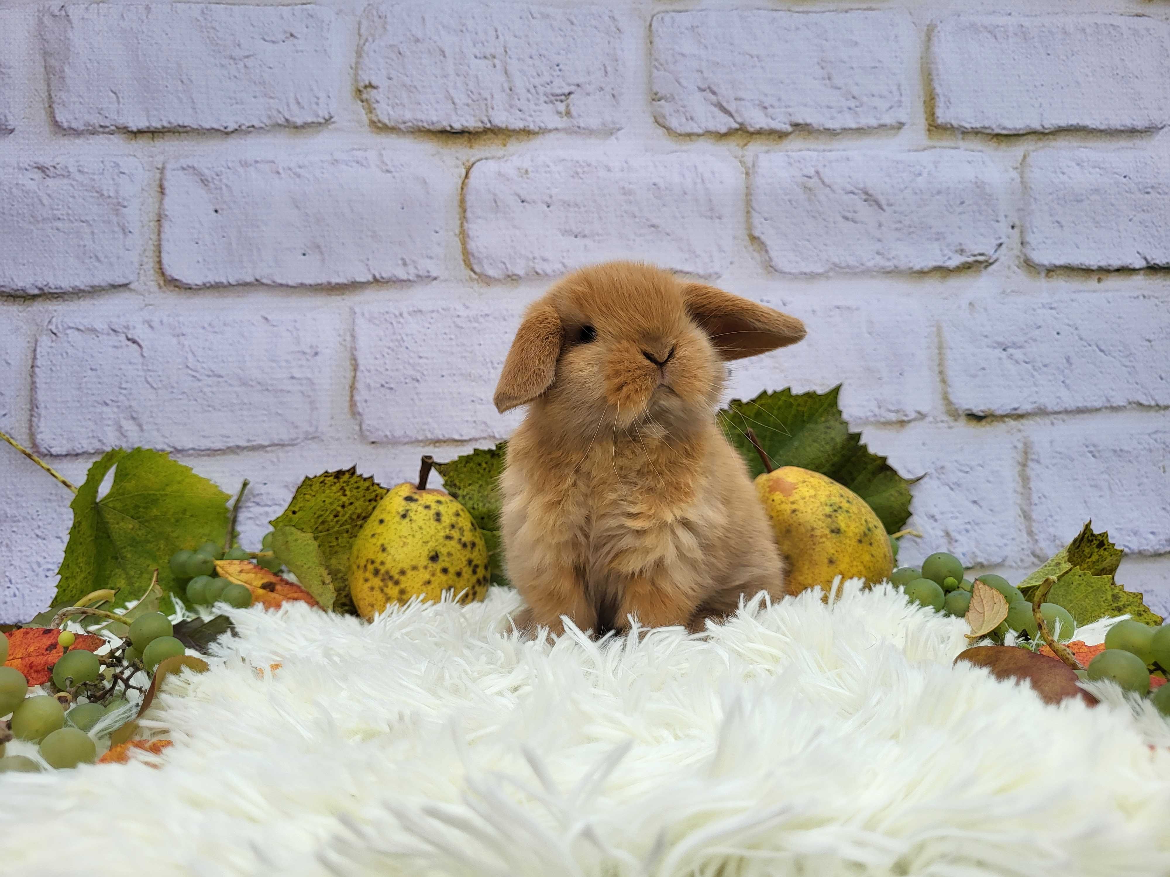 Króliczki Mini Lop. Piękne króliczki domowe.