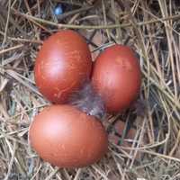 Инкубоційне яйце Марана