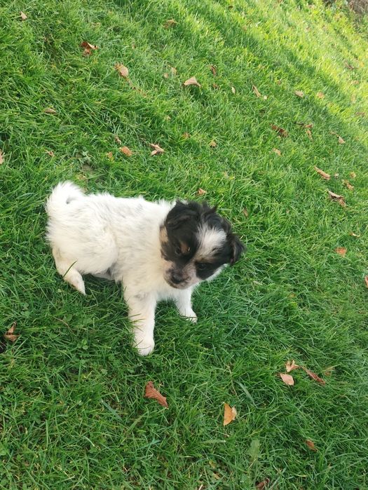 Oddam za darmo 2 małe szczeniaki