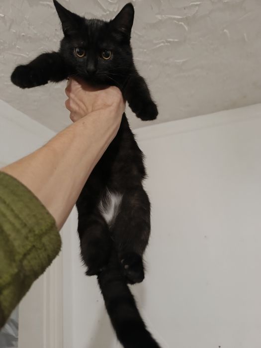 Котенята 3 місяці