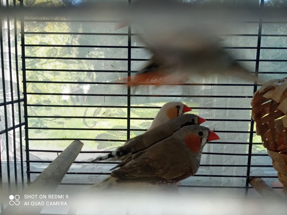 2 samce zeberek standard