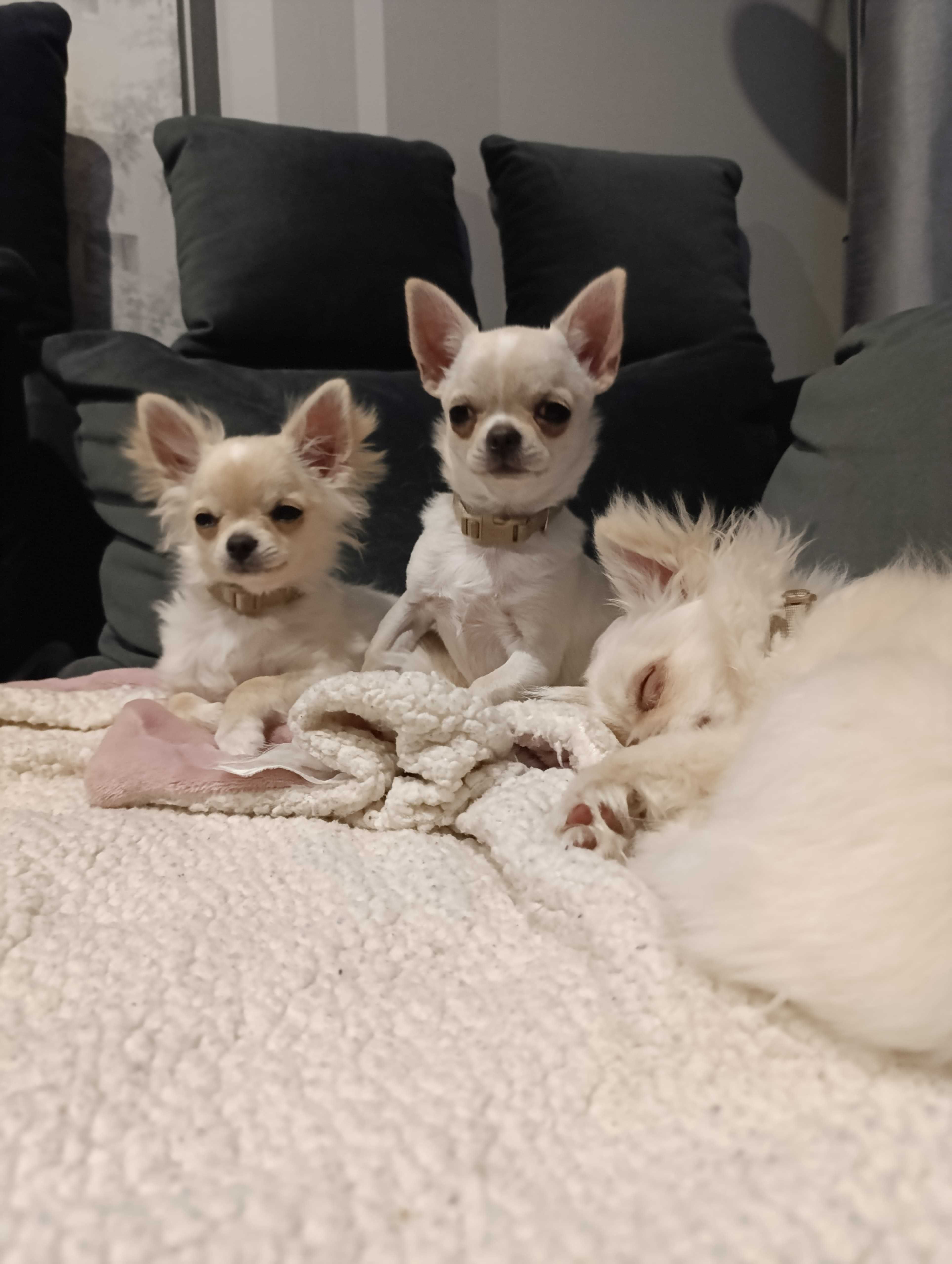 Suczka Chihuahua krótkowłosy ZKwP FCI