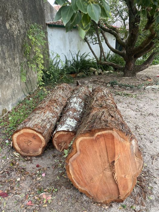 Troncos de Madeira Rara Sequoia Redwood com 60 Anos