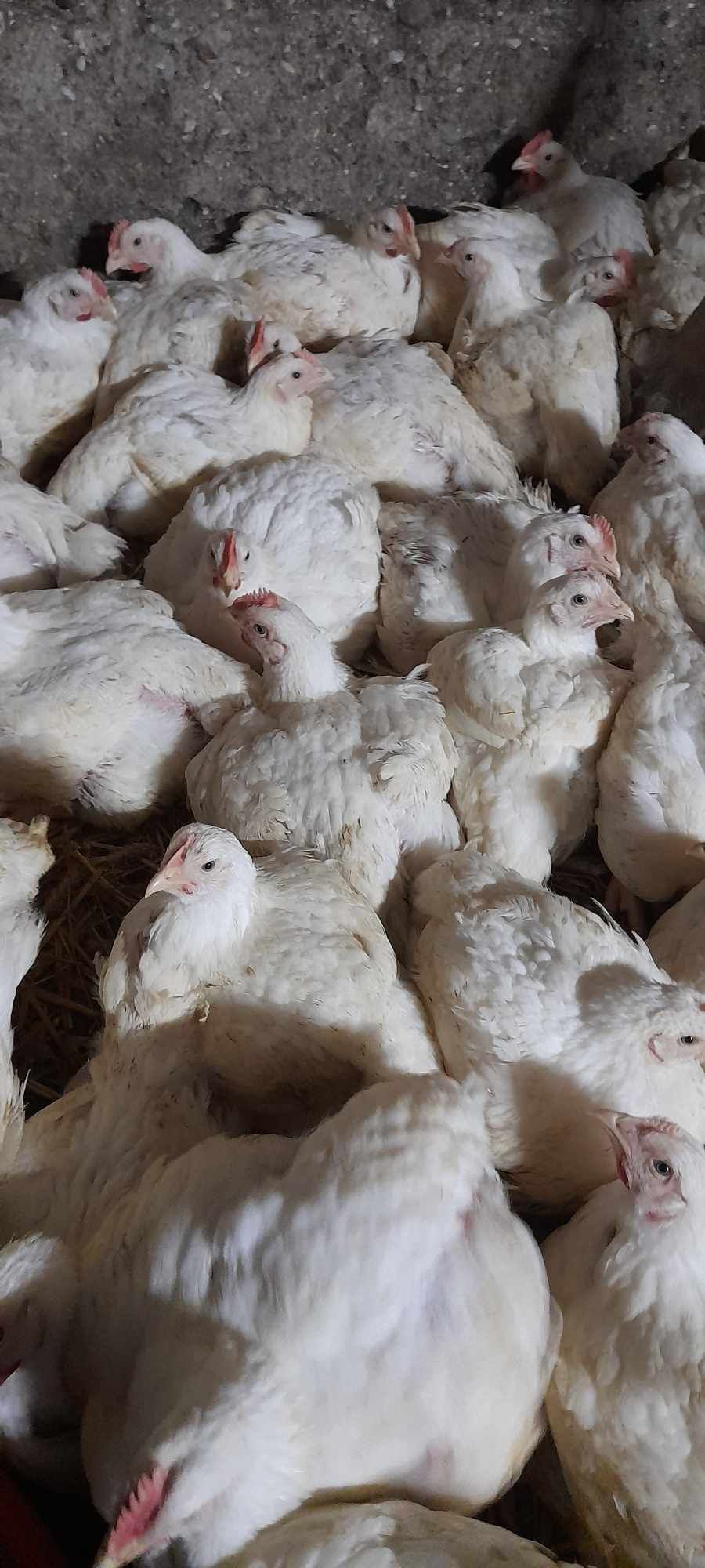 Brojler kurczaki