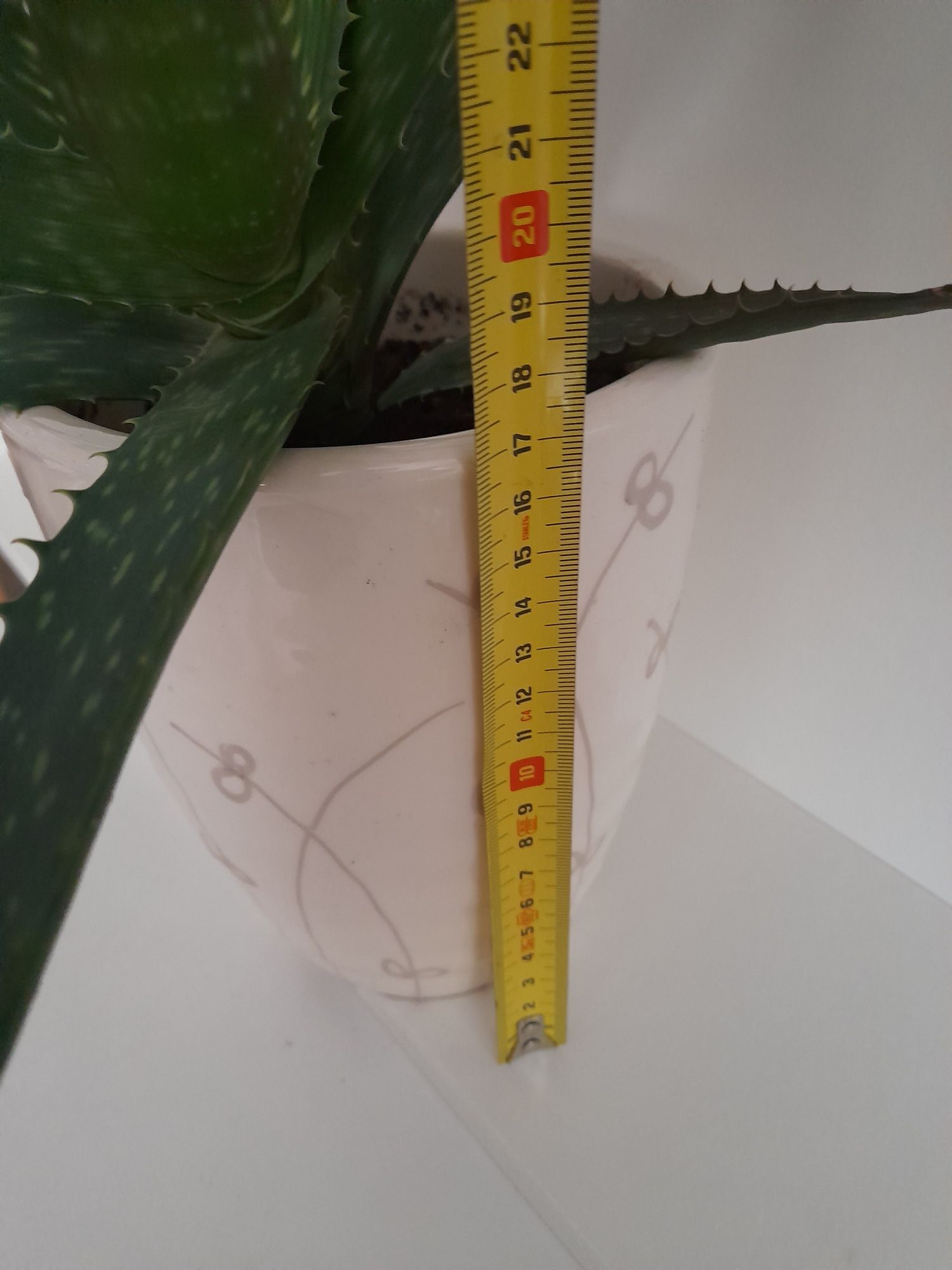 Aloe Vera em vaso de cerâmica com 17 cm