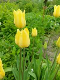 Фрітілярія, жовтий тюльпан