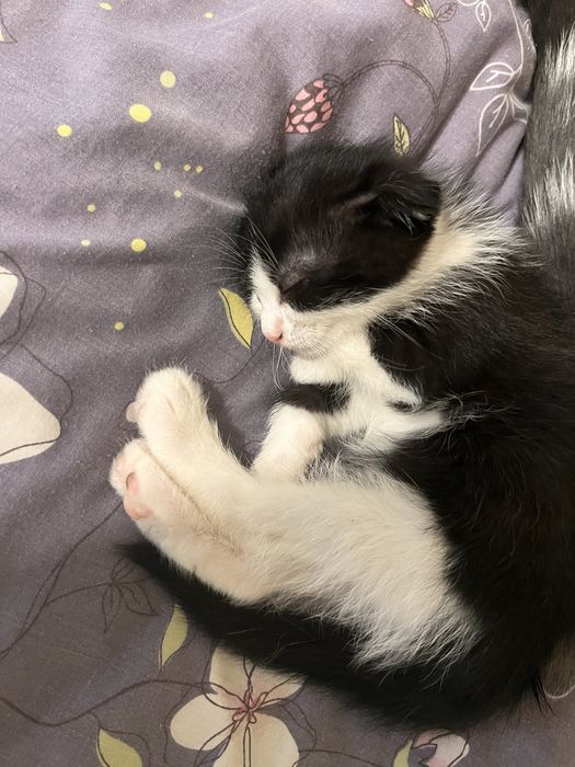 Віддамо котиків в добрі руки.