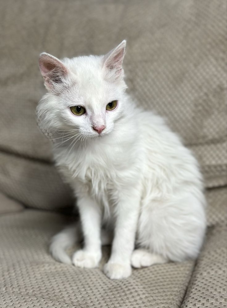 Котик в добрі ручки 5 місяців