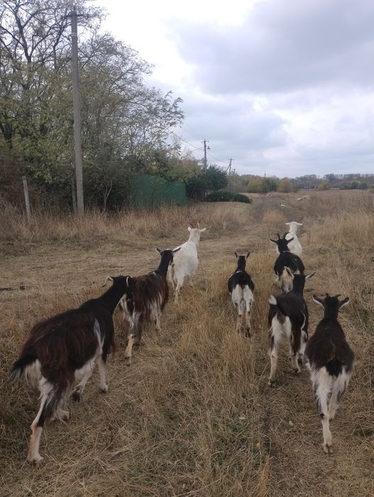 Стадо — 5 взрослых коз (2 зааненские + 3 помесь), дойные, спокойные