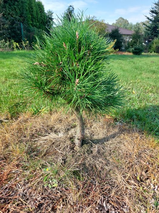 Sosna zwyczajna, pospolita formowana, choinka
