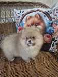 RUFUS. Pomeranian.Tip Mis