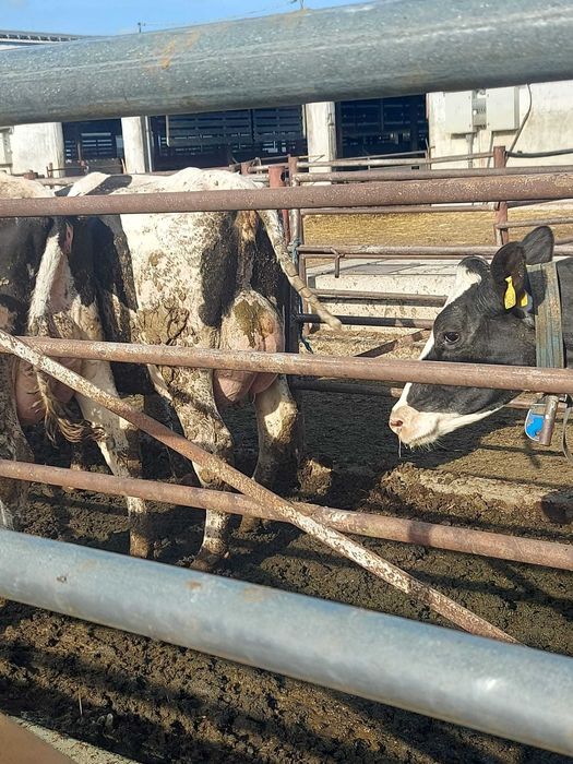 Krowy mleczne pierwiastki nowa dostawa