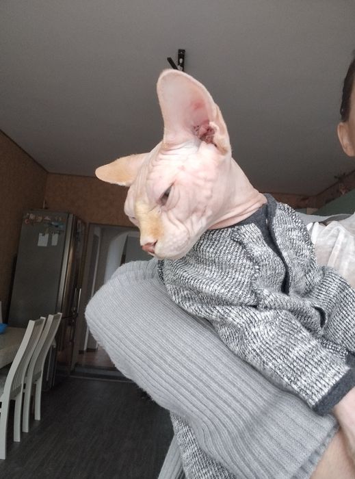 Молодий кіт шукає подружку