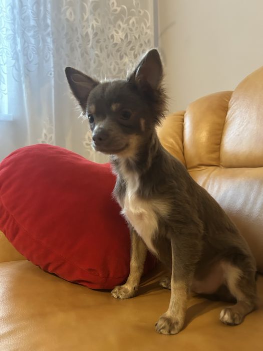 Chichuahua czekoladowy piesek
