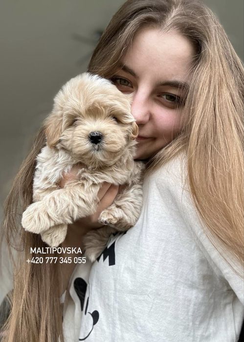 Мальтипу ф1 девочка в Caramel Colour | IN PRAGUE