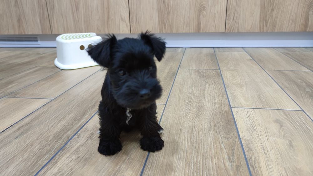 Sznaucer miniaturowy