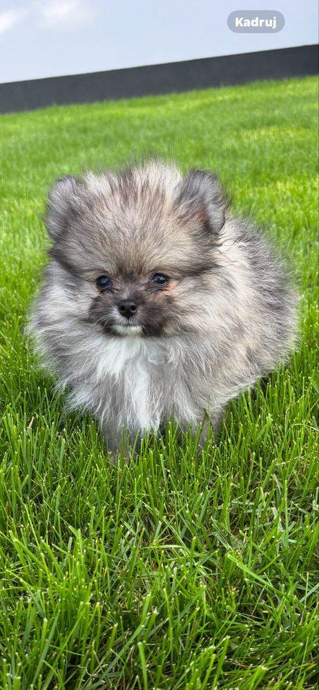Szpic miniaturowy ,pomeranian , mini piesek