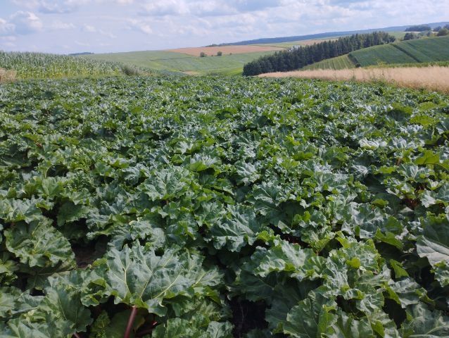 Karpy rabarbaru malinowego