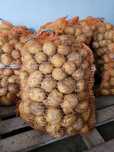 Ziemniaki młode odmiana Colomba 15kg detal
