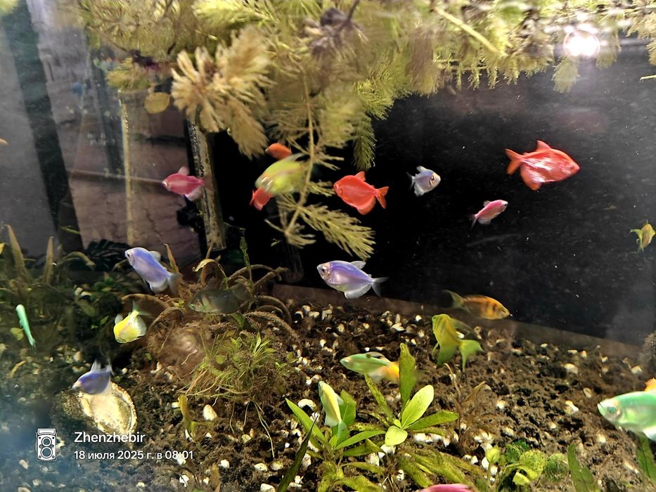 Акваріум  500 літрів та причандали..