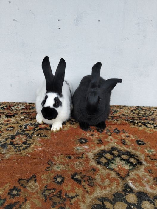 Продам кролі різного віку.