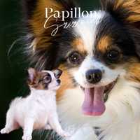 Papilon spaniel kontynentalny 2