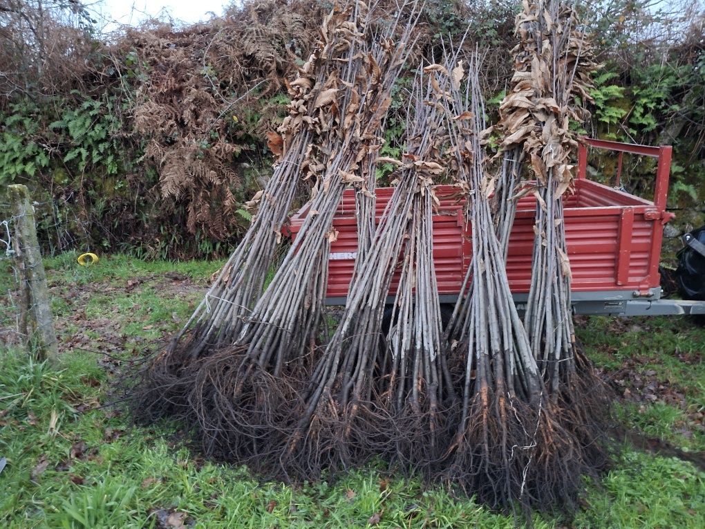 Castanheiros bravos e enxertados para plantação