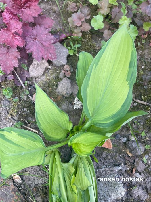 Набір хост сім  видів