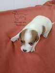 Jack russell terrier
