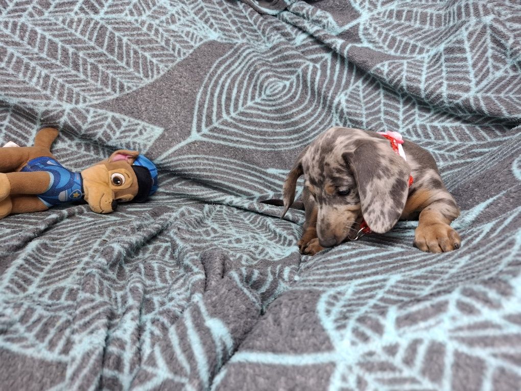 jamnik miniaturowy suczka merlle