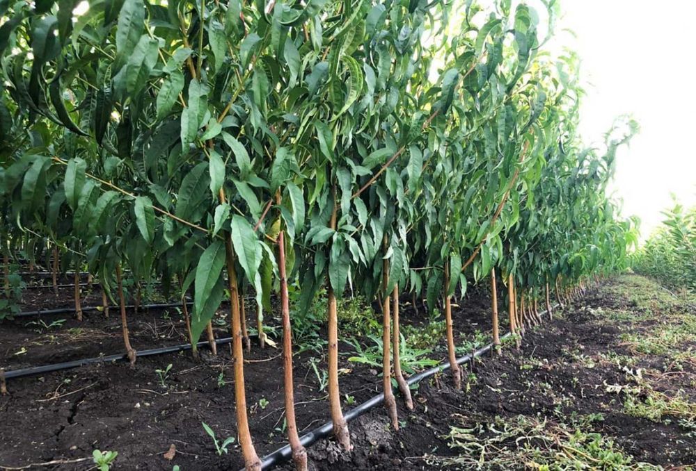 Саженцы плодовых Яблони Груши Черешни Персика,Колоновидные,Розы, є все